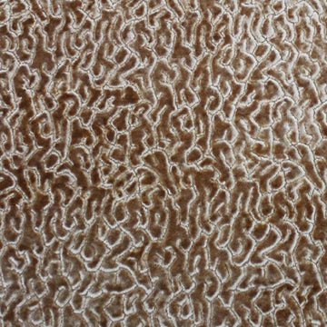 HHF Alkali Camel  - Velvet Upholstery Fabric